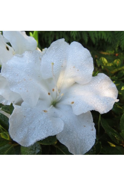 Рододендрон Пур Уайт